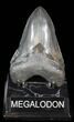 Serrated Fossil Megalodon Tooth - South Carolina #39242-2